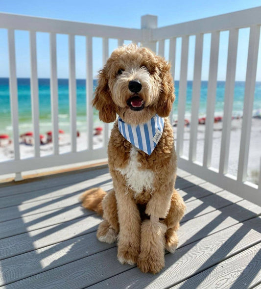 Cabana Dog Bandana