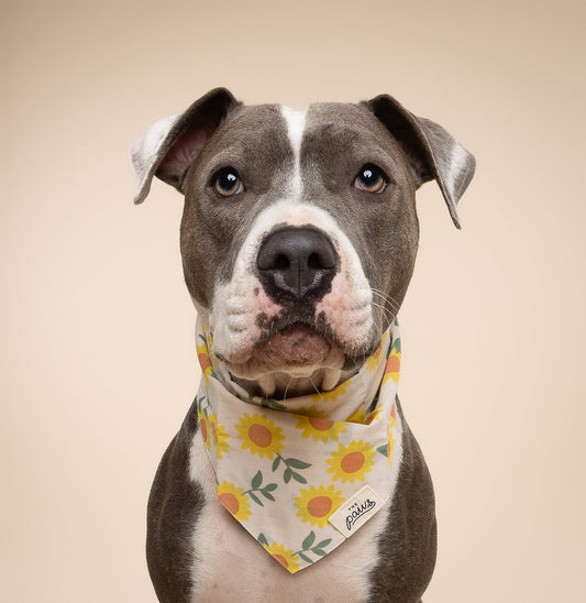 Marisol Dog Bandana