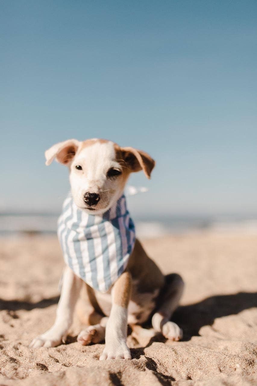 Cabana Dog Bandana