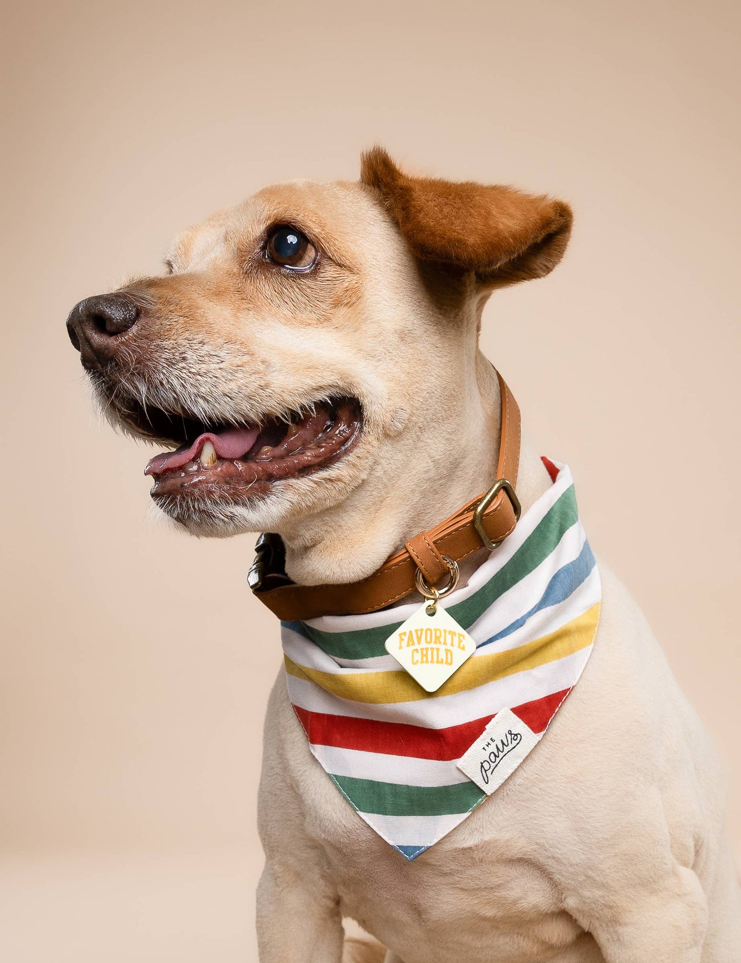 Explorer Pet Bandana